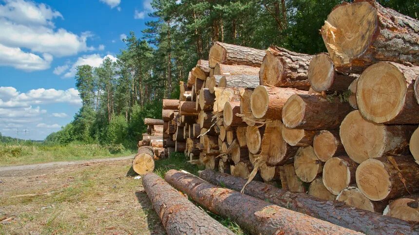 Что продавать из леса. Вырубка древесины. вырубка леса. поставка древесины.