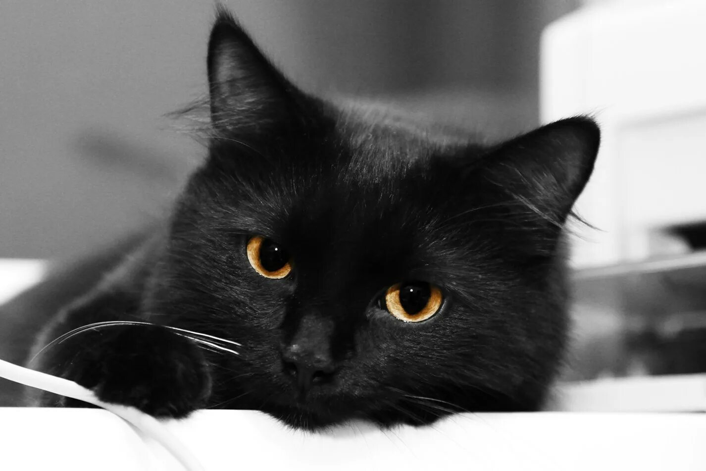 Чёрный кот. Черные коты. Красивый черный кот. Красивая черная кошка.