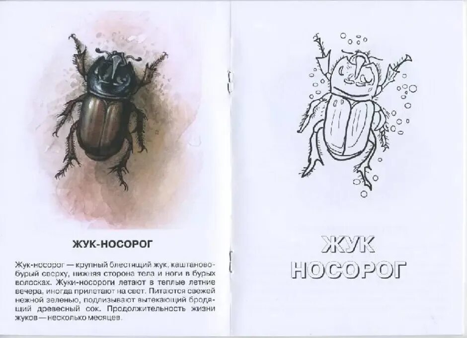 Жук носорог паустовский кратко. Жук носорог Паустовский. Похождение жука-носорога Паустовский иллюстрации книги. Жук носорог рисунок. Приключения жука-носорога Паустовский.