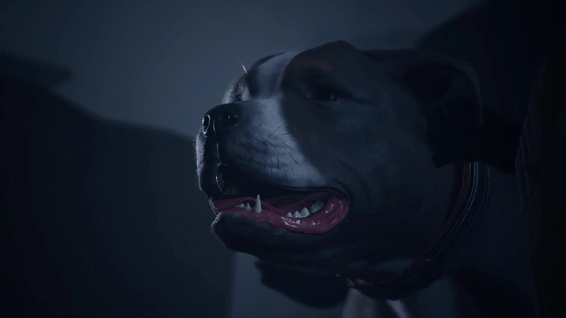 Немецкая овчарка 4k. Собака с трогательным взглядом. Добрые собаки. Лабрадор коричневый в осеннем лесу. Dog in me.