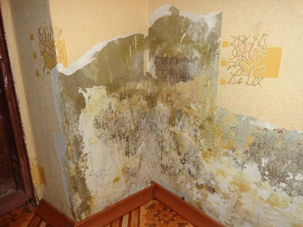 Basement Mold Зображення - огляд 3,528 Стокові фото, векторні зображення й відео