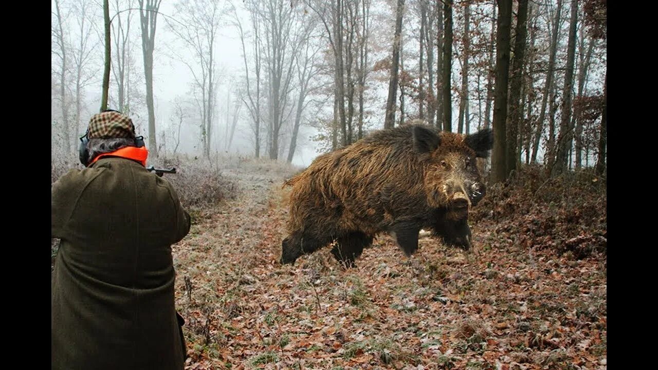 Я нападу как дикий кабан. Кабан Вепрь секач 600 кг. Самый большой кабан секач Вепрь. Дикий кабан секач Вепрь. Самый большой дикий кабан секач.