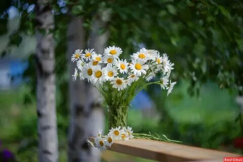 Песня букет полевых