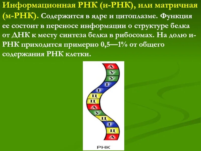 Информационная или матричная РНК. Информационная РНК. Информационная РНК схема. ИРНК.