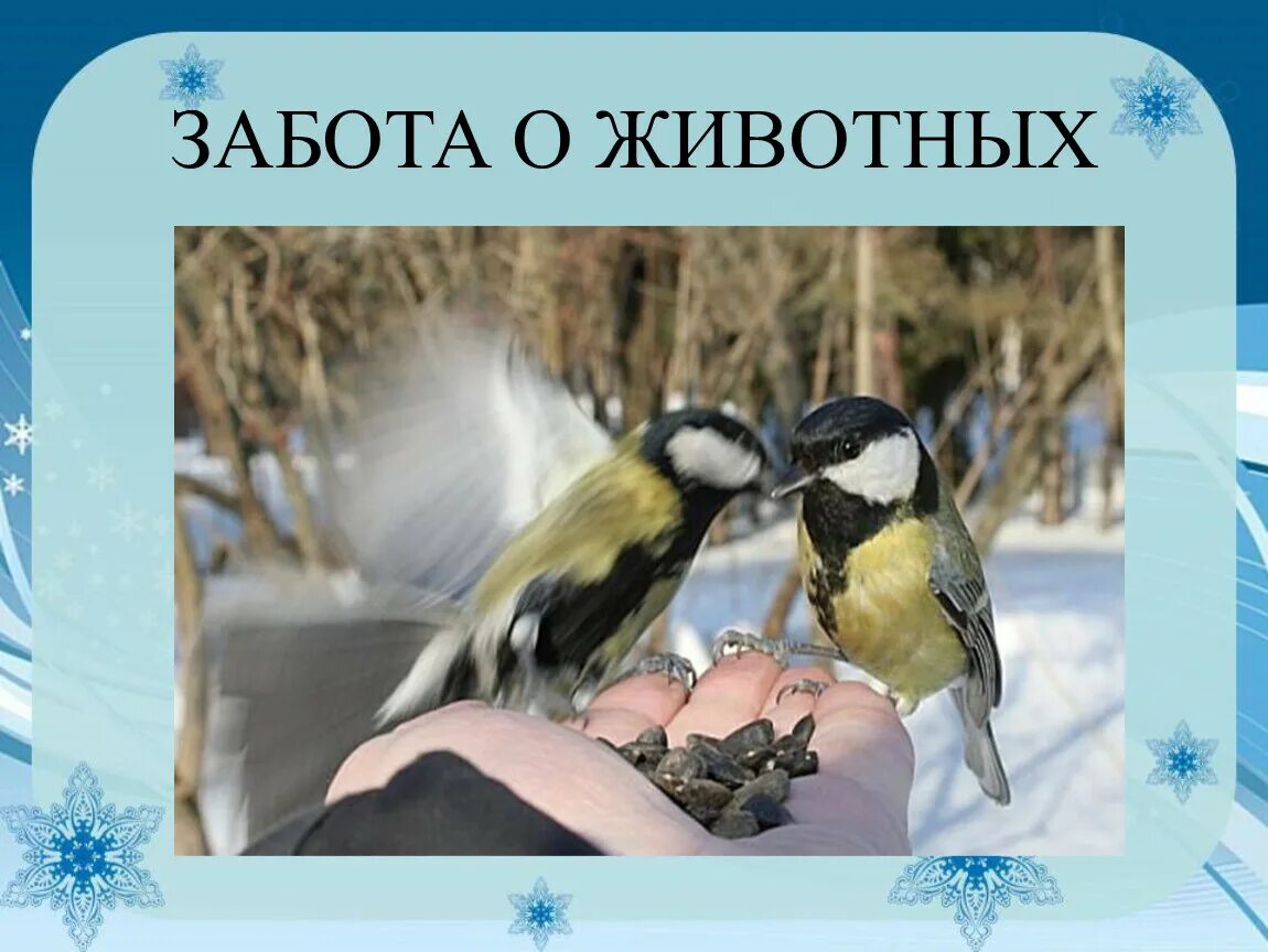 Почему птицы наши друзья. Забота о птицах. Заботимся о птицах зимой. Птицы наши друзья. Птицы наши друзья зимой.