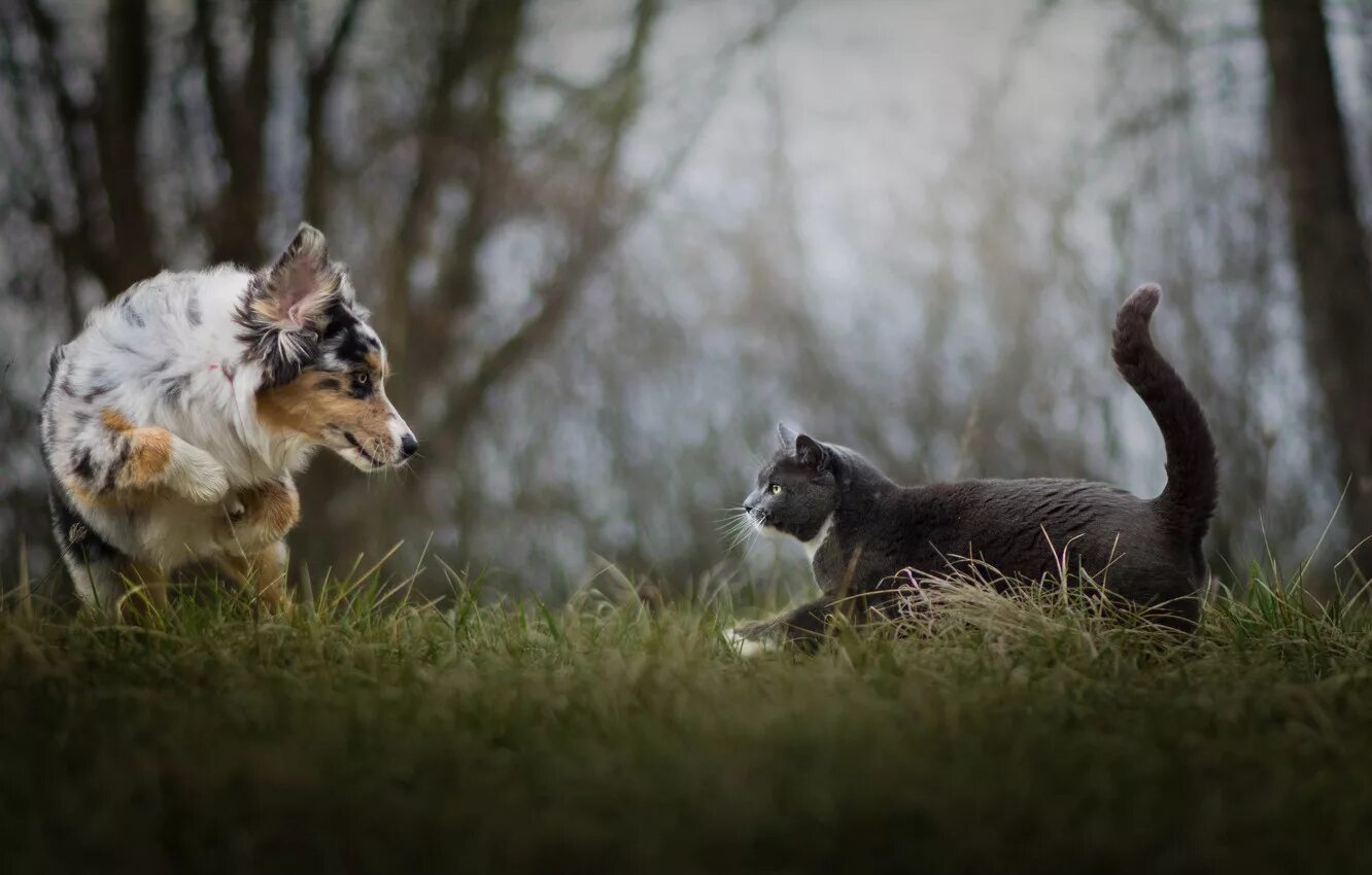 Кошка гонится. Аусси и корги. Аусси на прогулке. Кошка и собака на природе. Овчарка и кошка.
