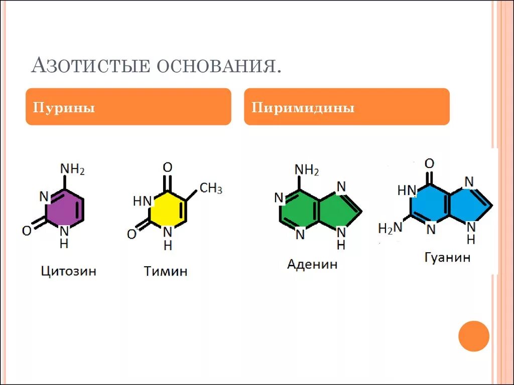 Азотистые основания РНК формулы. Пуриновые азотистые основания РНК. Азотистые основания ДНК формулы. Азотистые основания ДНК И РНК формулы.