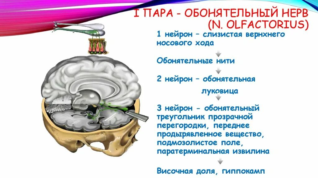 Обонятельный ход. Симптомы поражения обонятельного нерва. Схема строения обонятельного нерва. 1 Нейрон обонятельного нерва. Обонятельный нерв функция нерва.