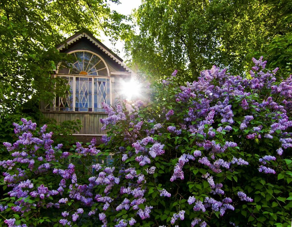 сирень у дома. кронштадт сирень. палисад деревня кусты. сирень под окном. сирень у дома.
