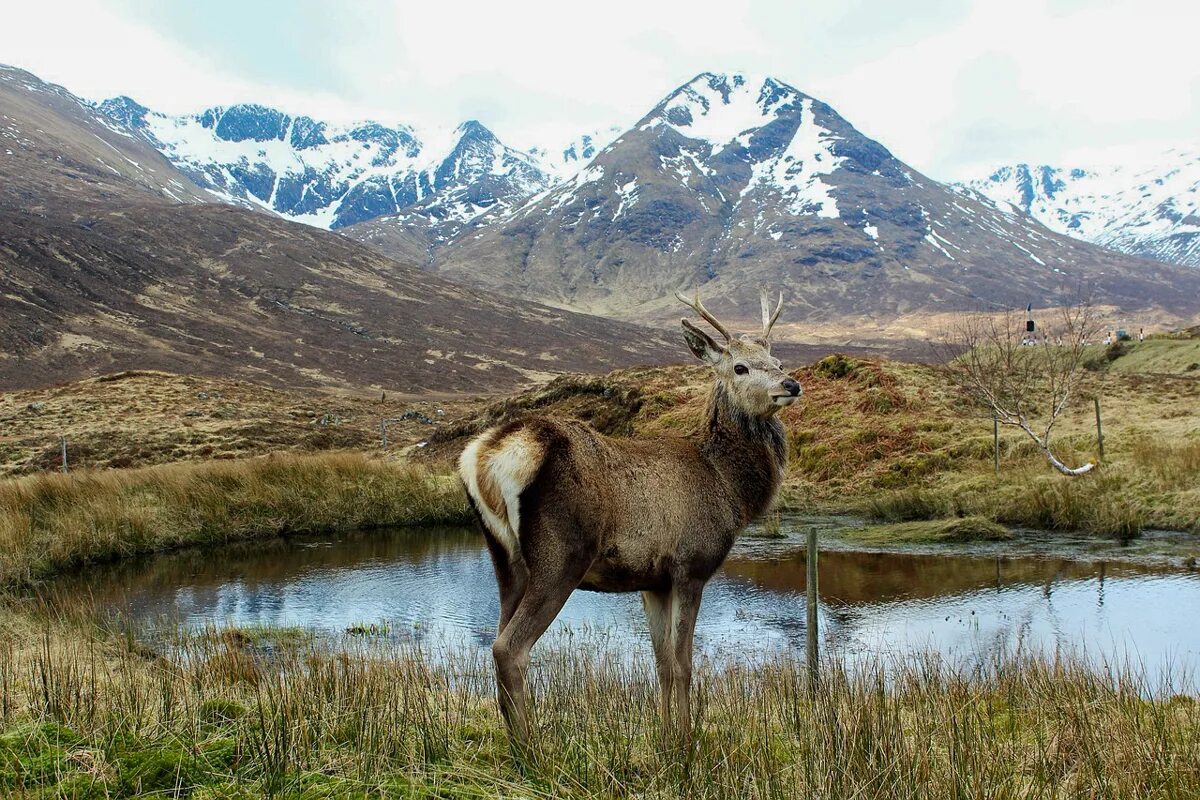 Scotland animal. Фауна Шотландии. Олени в Шотландии. Шотландский благородный олень.