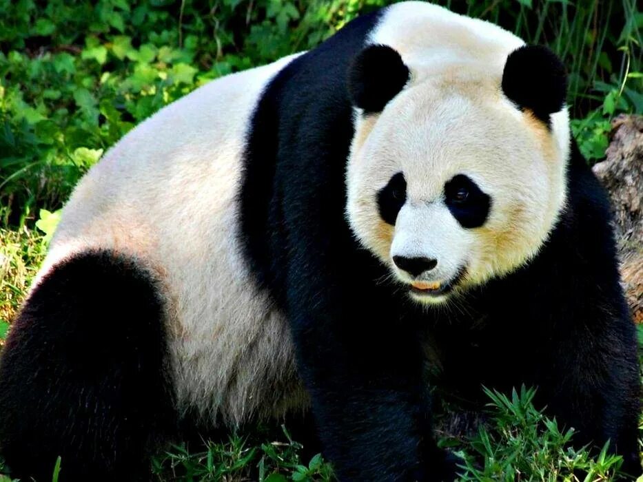 сумчатая панда. большая панда (ailuropoda melanoleuca). рождение панды. гигантская панда в китае. младенец панды.