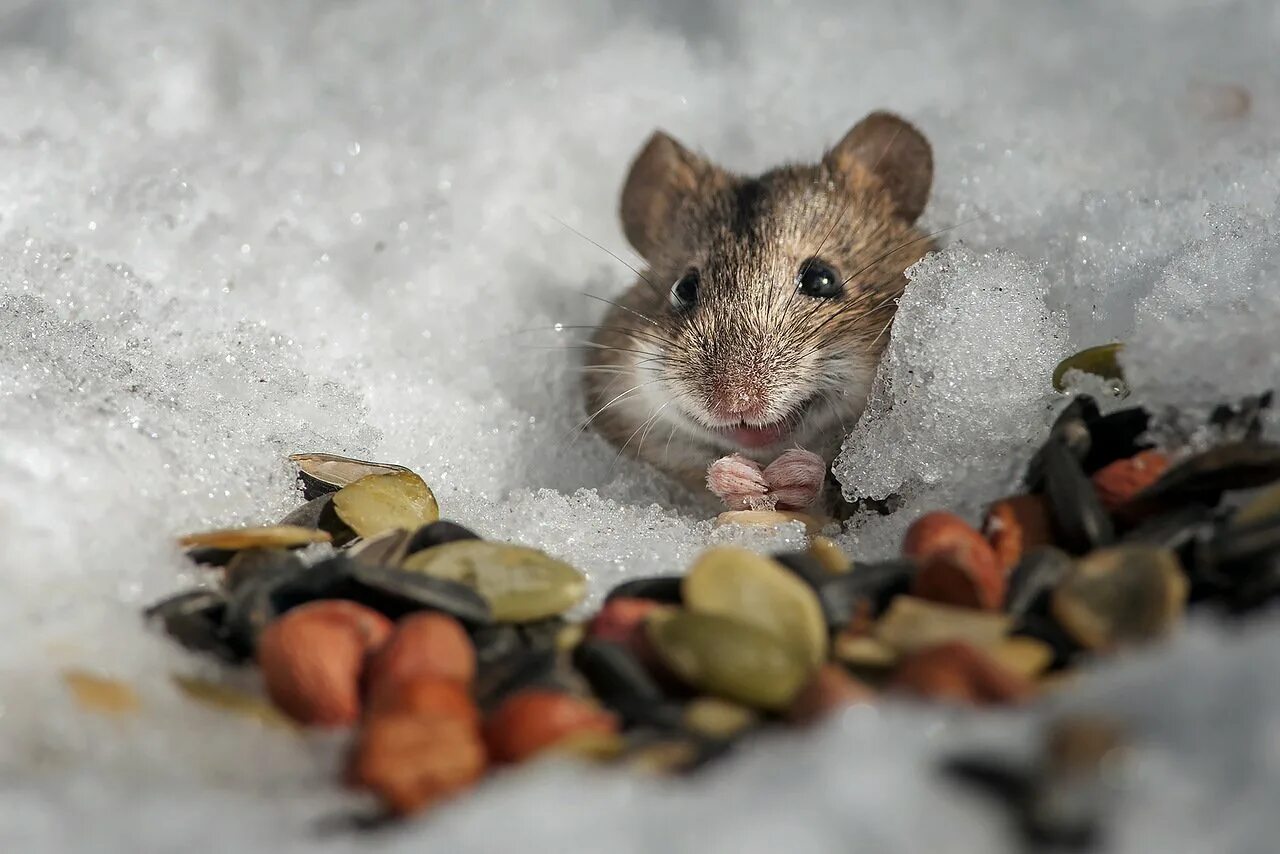 Найти мышей. Мышь в снегу. Мышонок в снегу. Хомяк зимой. Хомяк с запасами.