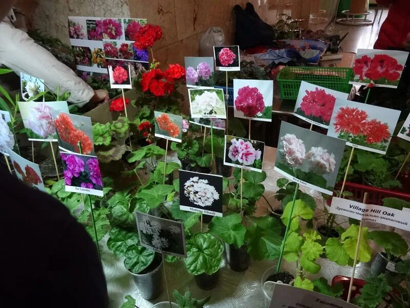 выставка цветов краснодар декабрь. выставка цветов краснодар декабрь.