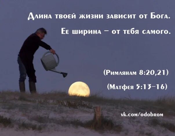 Пожелание радости. Пусть твоя жизнь будет. Радости в каждом дне. Твоя жизнь это твой праздник. Чудесные цветы.