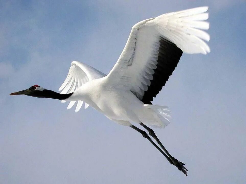 Белый журавль фото A Call for Hope Aves de compañía, Fondo de pantalla de aves, Fotos de aves