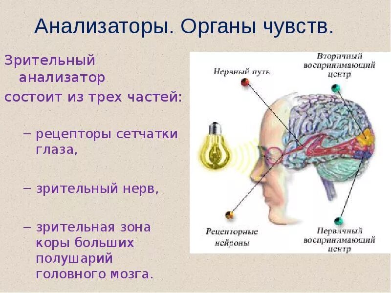 Центры зрительных ощущений