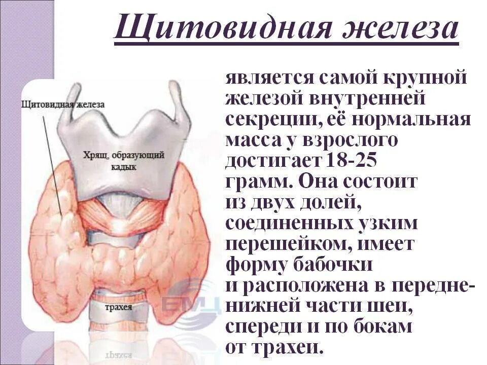 Щитовидная железа человека. Железы щитовидной железы. Щитовидная железа располагается.