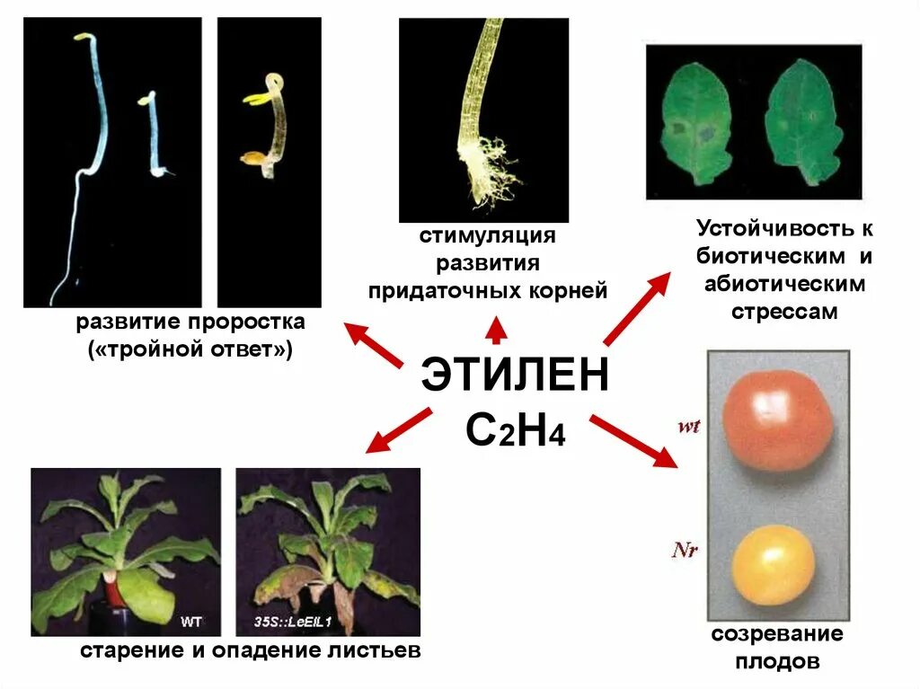 Этилен гормон растений. Тройной ответ на Этилен. Этилен функции у растений. Этилен фитогормон. Этилен созревание