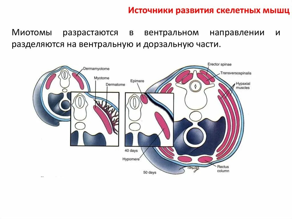 Дерматом миотом. Миотомы. формирование скелетной мускулатуры. развитие скелетных мышц. миотомы сомитов.