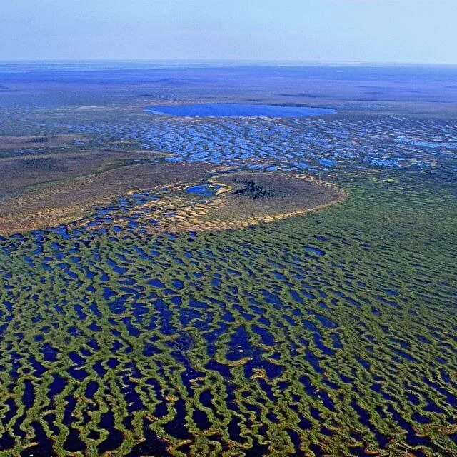 Зоринский участок центрально черноземного заповедника. Велен ведьмак 3. Болото веретьевские мхи. Топи хозяин актер. Васюганские болота.