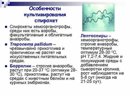 Специфический метод окраски спирохет