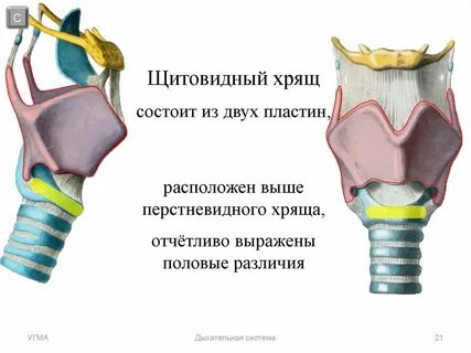 Перстневидный хрящ