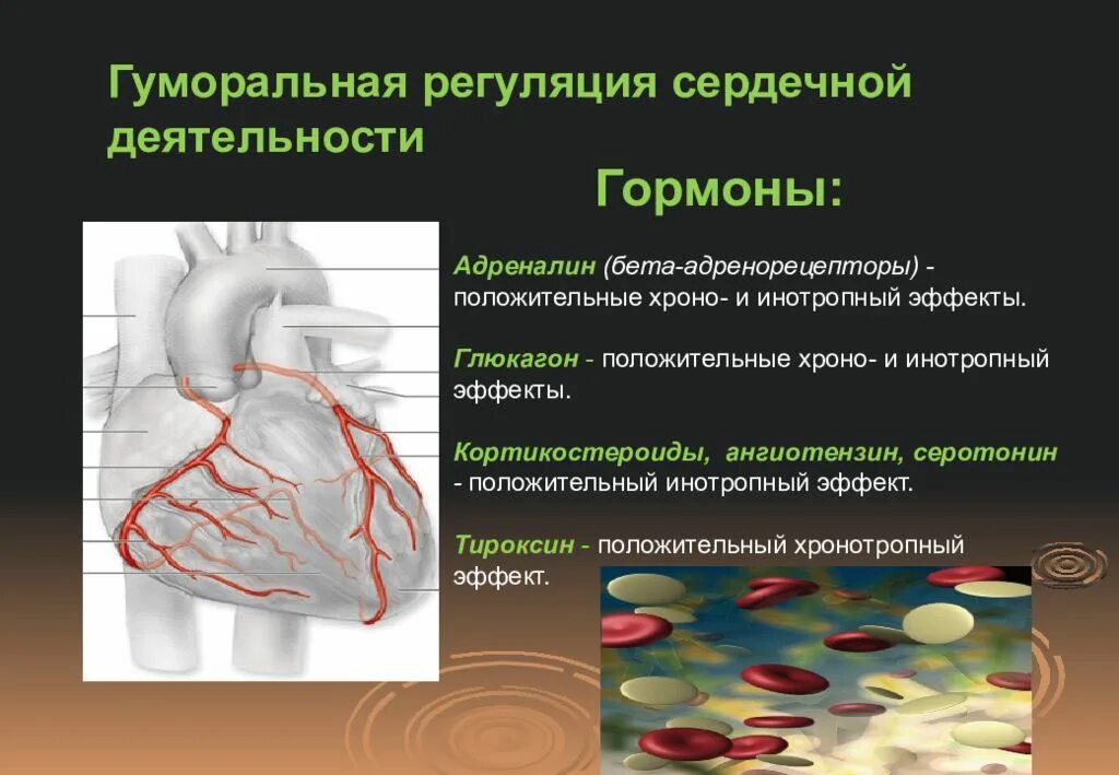 Гуморальная регуляция работы сердца осуществляется. Гуморальные влияния на деятельность сердца. Гуморальная регуляция сердца. Регуляция деятельности сердца. Гормональная регуляция деятельности сердца.