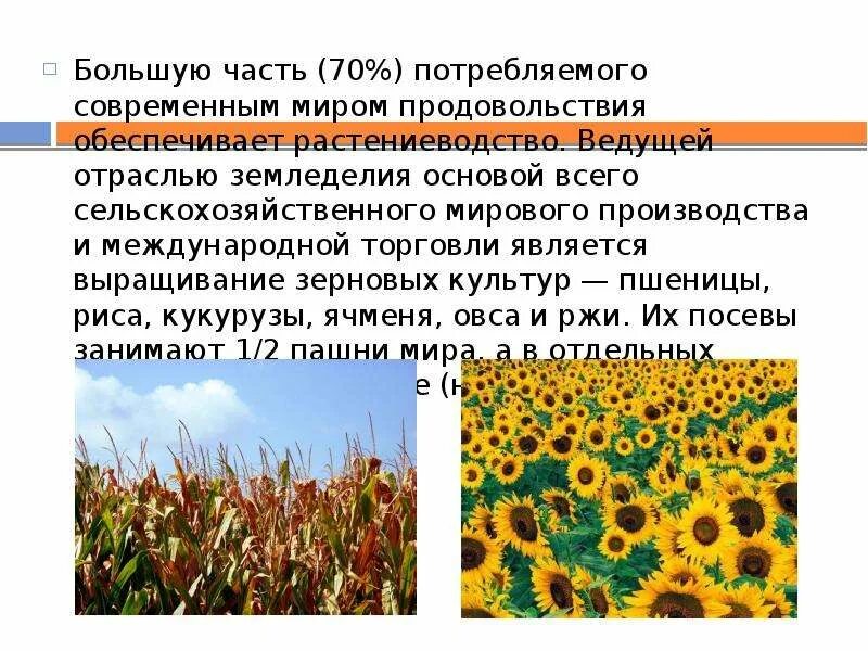Состояние отрасли растениеводства. Главные отрасли растениеводства. Растениеводство структура отрасли. Состояние отрасли растениеводства. Отрасли растениеводства.