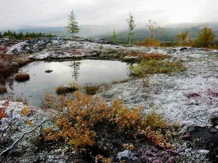 Зона тундры занимает