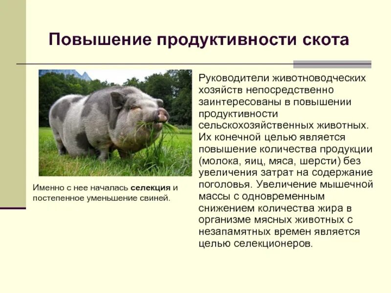 Учет продуктивности животных. Повышение продуктивности скота. продуктивность сельскохозяйственных животных. повышение продуктивности сельскохозяйственных животных. показатели продуктивности сельскохозяйственных животных..