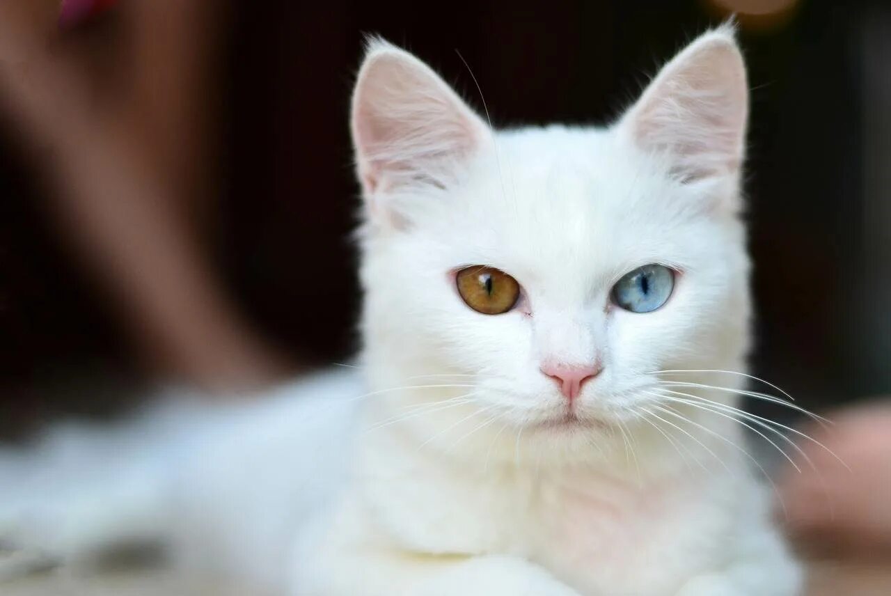 Как называется белая порода кошек. Као мани порода кошек. Khao Manee кошка. Белый кот порода као мани. Гетерохромия као мани.