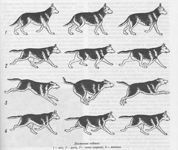 И рысь и карьер. Иноходь и Рысь у собак. Рысь галоп иноходь. Галоп Рысь Аллюр иноходь. Иноходь у собак схема.