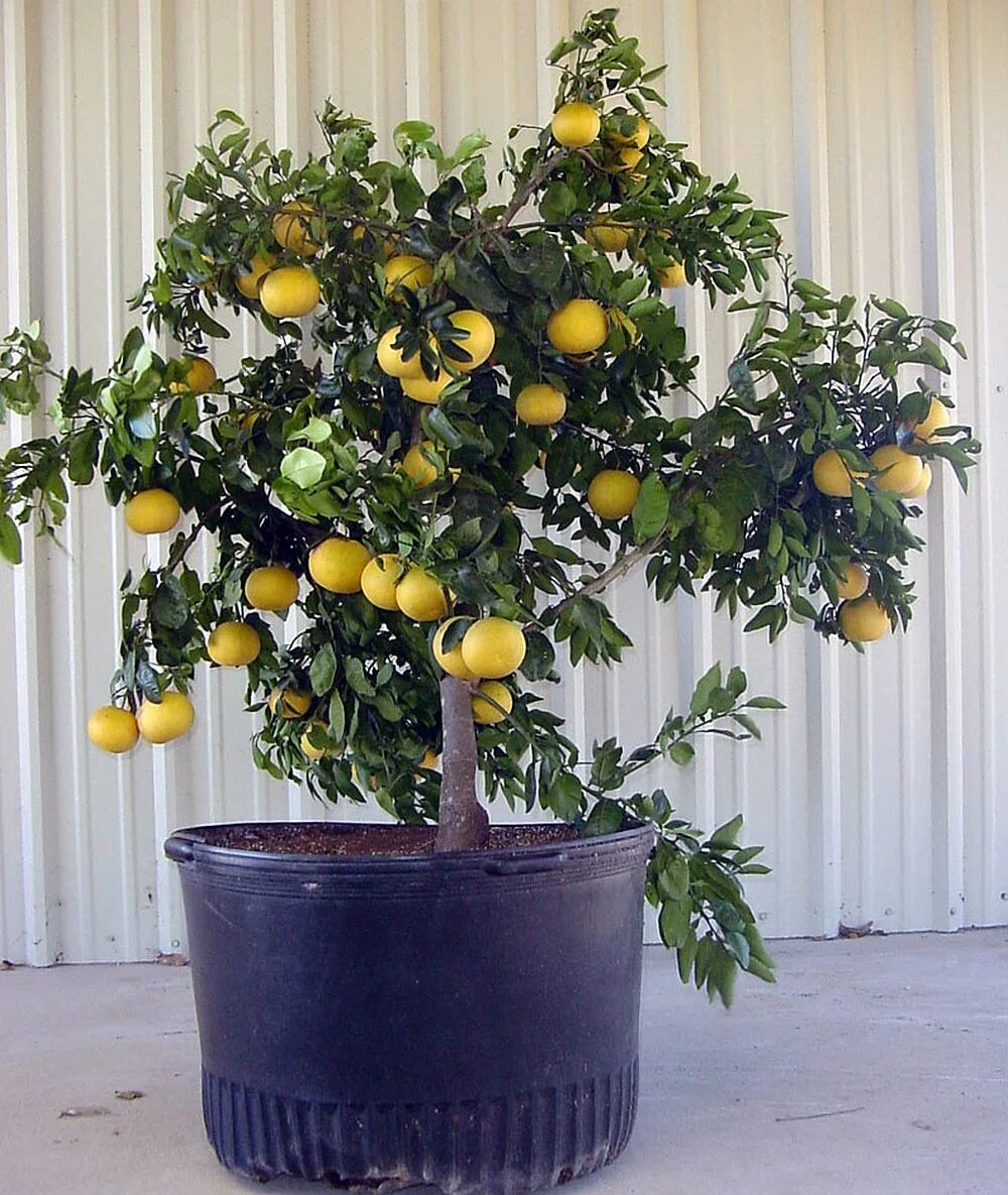 цитрус (комнатное растение) лимон мейера. цитрус лимон мейера 750583. карликовое лимонное дерево. лимон сорт мейер. домашние деревья лимонов.
