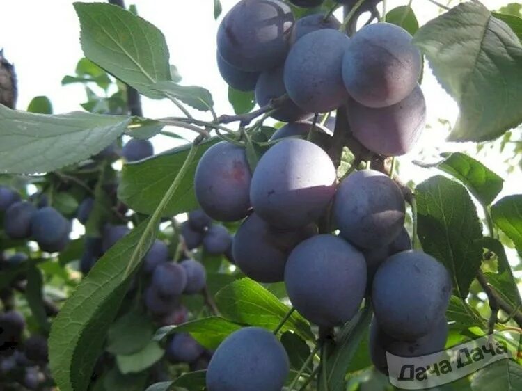 Слива стартовая описание отзывы. Слива ренклод куйбышевский. слива венгерка мичуринская. венгерка донецкая слива. слива венгерка ранняя.