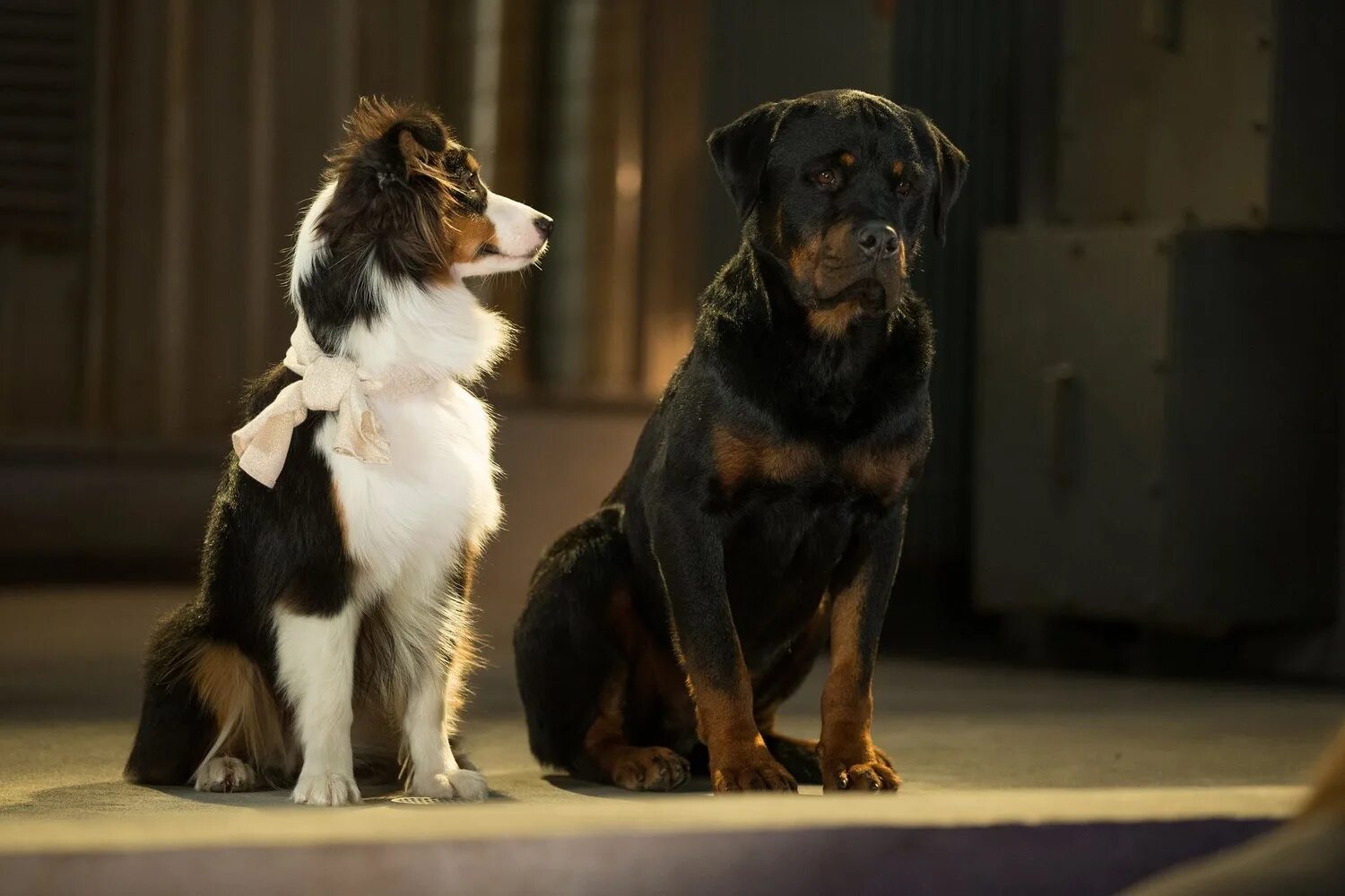 псы под прикрытием макс. псы под прикрытием макс. цербер аида. зов предков фильм 2020 бэк. пёс квазимодо овчарка.