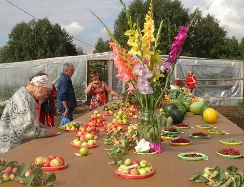 Сад Шубиной в Новосибирске. Сад Шубиной Краснообск саженцы. Сад Шубиной рассада. Поселок Краснообск сад Шубиной.