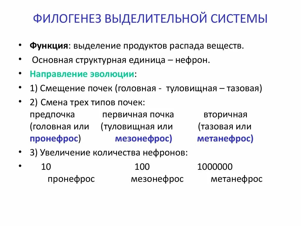 Эволюция филогенез. Филогенез почки. Филогенез выделительной системы позвоночных. Филогенез выделительной системы таблица. Филогенез мочевыделительной системы.