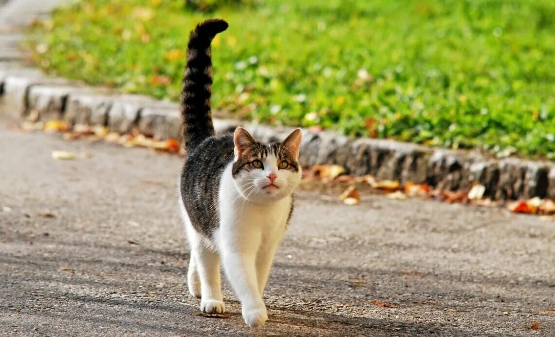 Кот идет. Кошка с поднятым хвостом. Кошка хвост трубой. Кошка грациозно идет. Кошки способны