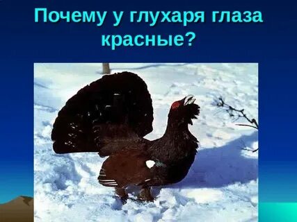 Почему глухаря