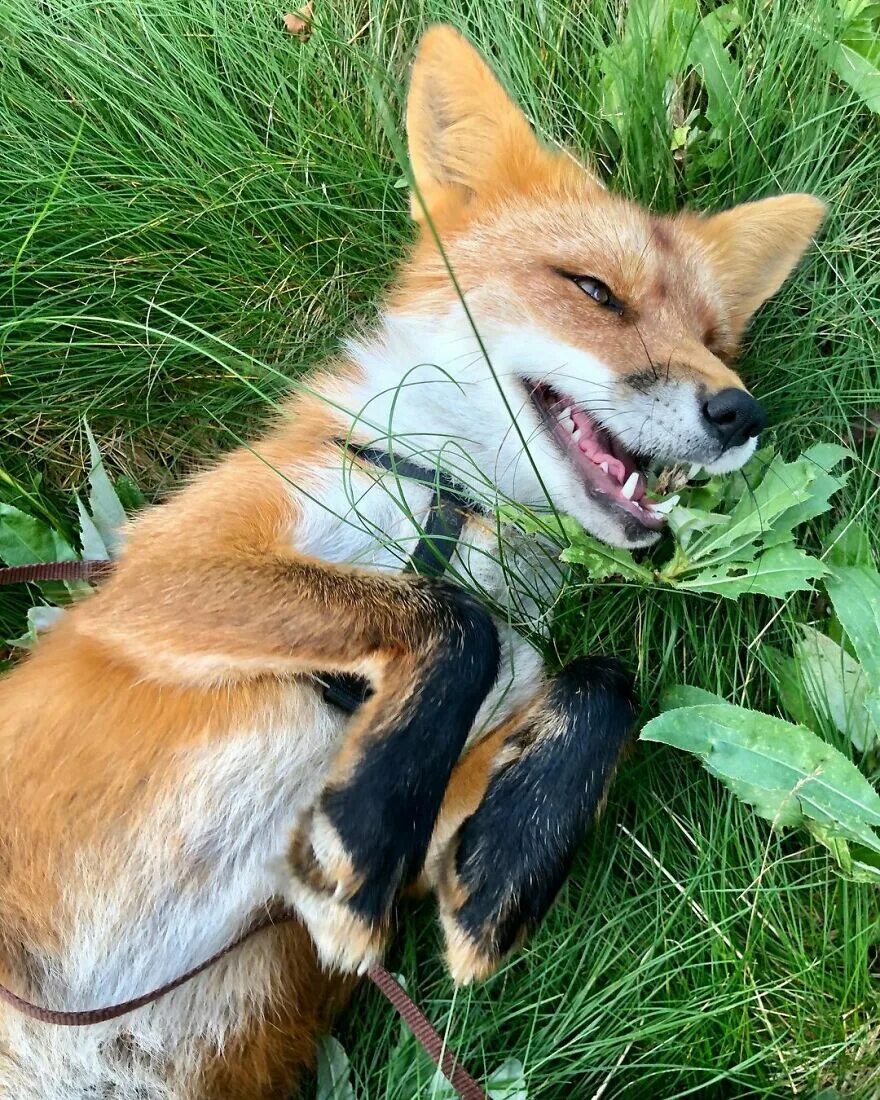 Уставшая лиса. Уставший Лис. Уставший Лисенок. Fox wild