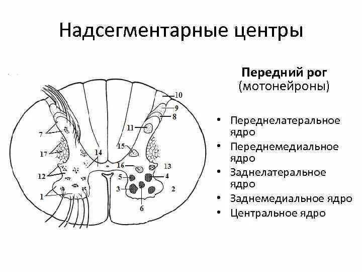 Двигательный передние рога спинного мозга. Мотонейроны передних Рогов спинного мозга. Поражение мотонейронов передних Рогов спинного мозга. Ядра Рогов спинного мозга. Мотонейроны передних Рогов спинного мозга гистология.