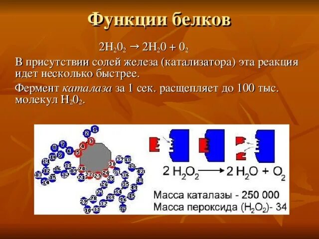 Какую биологическую функцию выполняет каталаза. Какую биологическую функцию выполняет каталаза