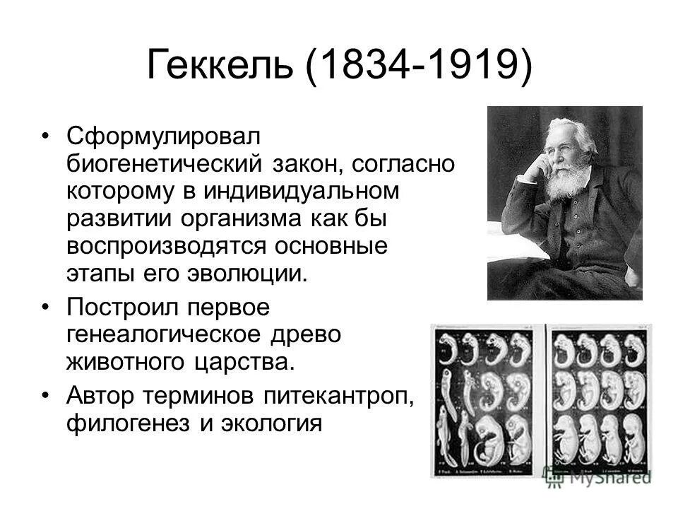 Эрнст Геккель онтогенез. Эрнст Геккель Мюллер в вклад в биологию. Вклад ученых в развитие гигиены Геккель.