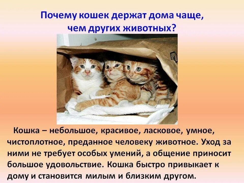 Народные приметы о рыжих котах в доме. Зачем нужны кошки. Приметы про рыжих котов в доме. Зачем дома держать кошку. Кошки пришла через