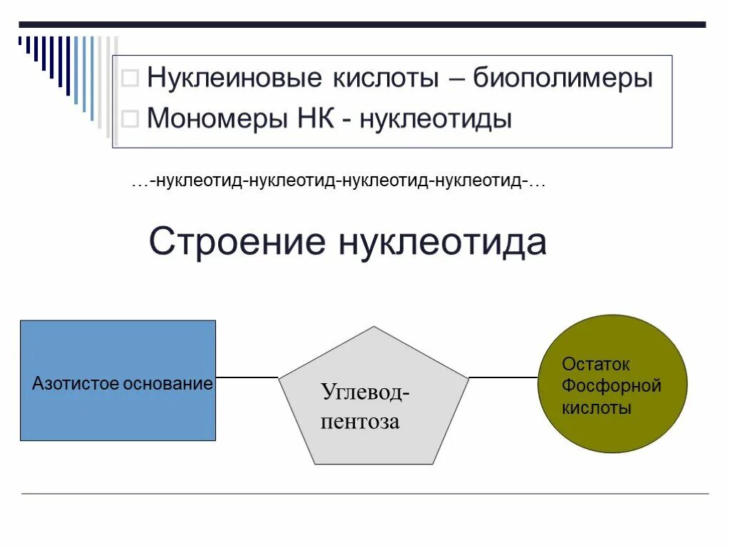 Нуклеиновые кислоты это биополимеры. Мономеры биополимеров нуклеиновых. Функции мономеров. Мономерами нуклеиновых кислот являются. Мономер биополимера воды