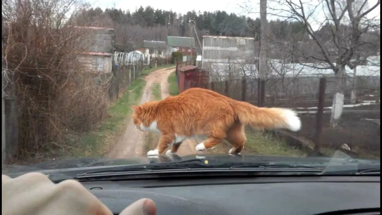 Кот ехал по билету. Кошка на капоте машины. кот едет на дачу. бесстрашный кот.