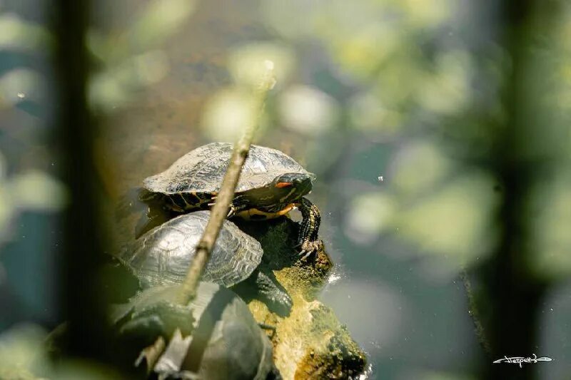 классификация черепахи. черепашата. море черепаха. Tortuga. класс пресмыкающиеся красноухая черепаха.