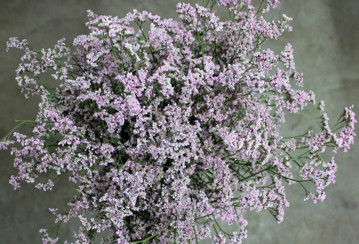 Кермек статица. Статица пурпл. Кермек (limonium). Статица суприм синяя. Статица пурпл.