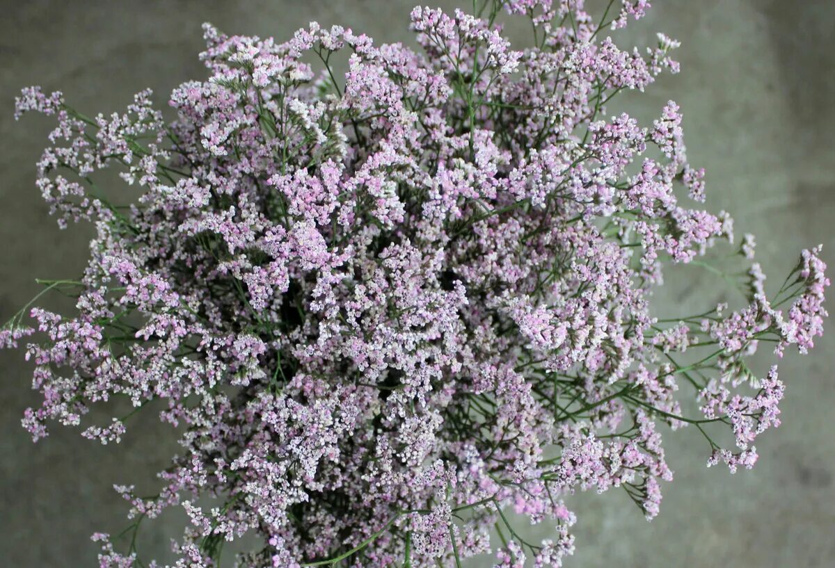 Купить кермек татарский. Кермек (Limonium). Кермек лимониум. Лимониум сафора. Кермек татарский сухоцвет.