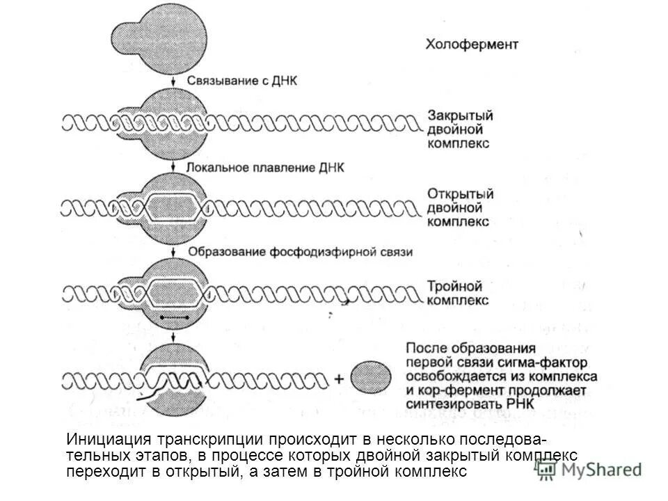 Схема инициации транскрипции. Комплекс инициации транскрипции. Цикл транскрипции. Плавление ДНК. Сигма фактор